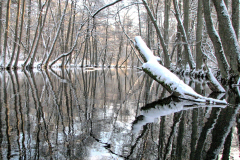 Rzeka Piława zimaą