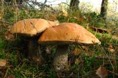Jesienią łatwo znaleźć grzyby przy trasie